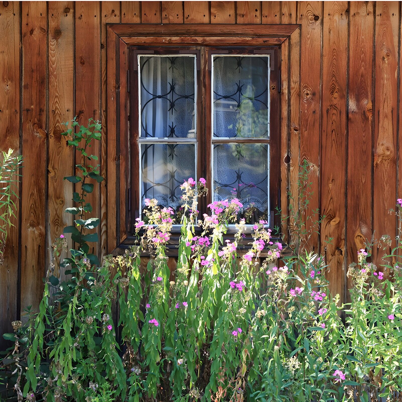 TPFR17656: Fenêtre rustique entourée de fleurs
