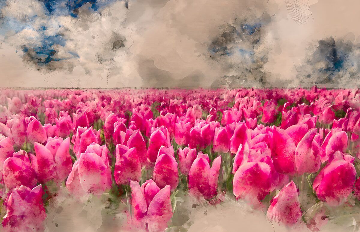 : Champs de tulipes roses en fleurs