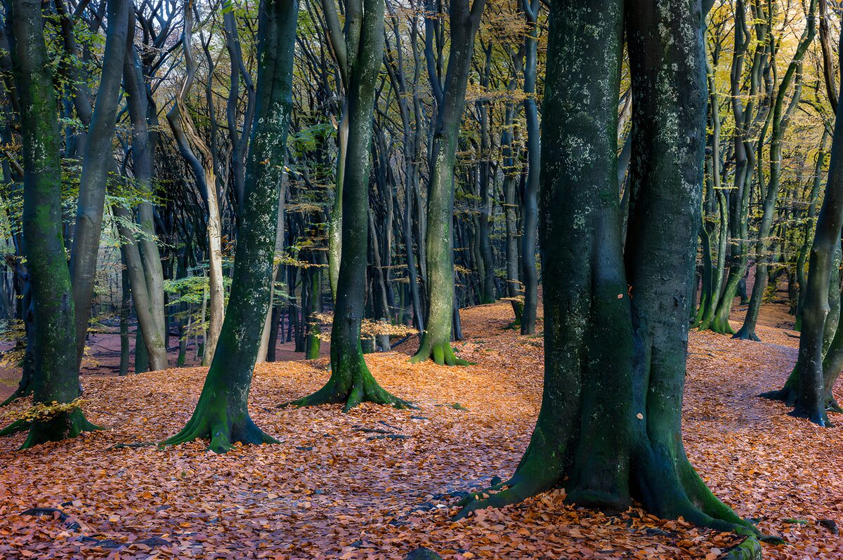 TPFR50799: Forêt d'automne tranquille