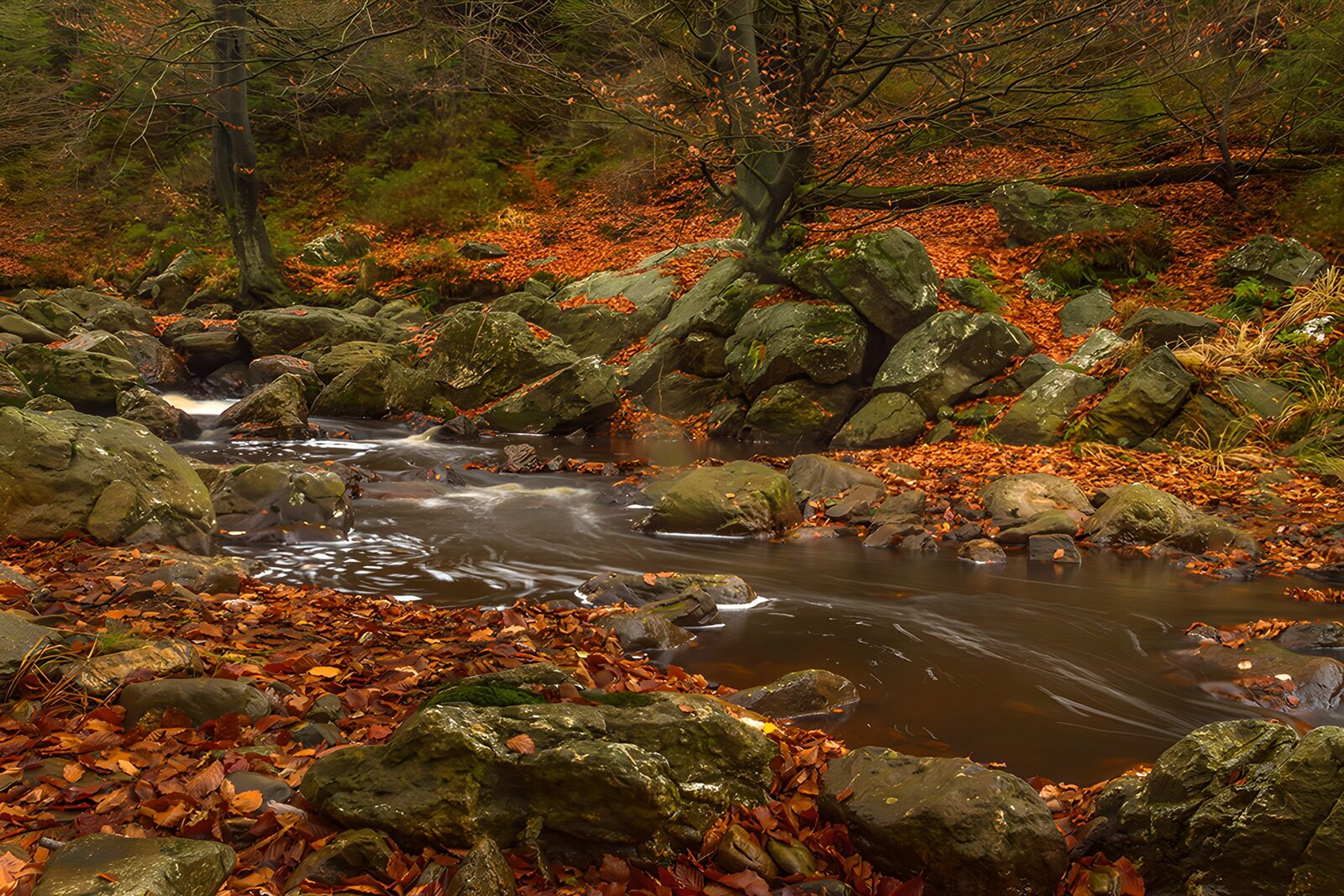 TPFR44028: Ruisseau paisible dans la forêt d'automne