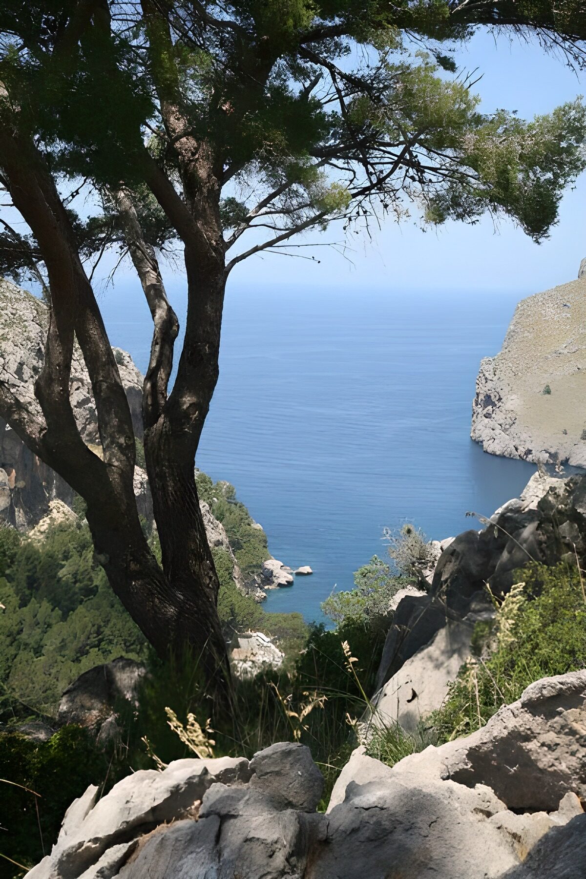 TPFR95258: Panorama maritime du haut d'une colline avec un arbre à l'avant-plan 2