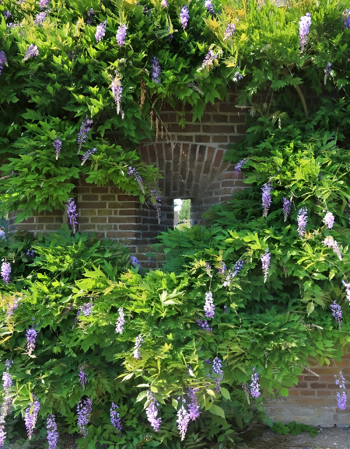 TPFR15002: Mur de fleurs violettes en fleurs
