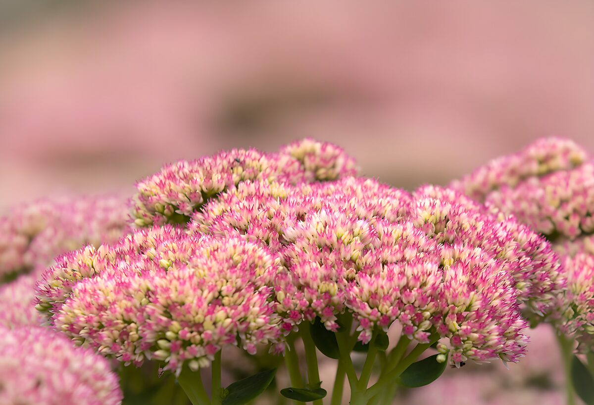 Fleurs roses en pleine floraison