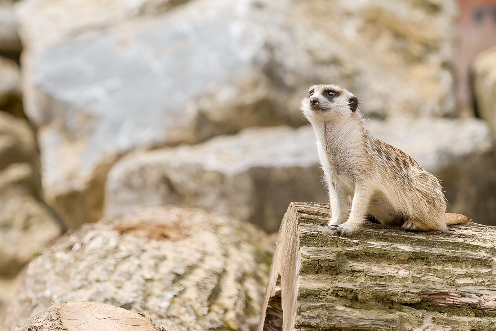 TPFR60848: Suricates en observation