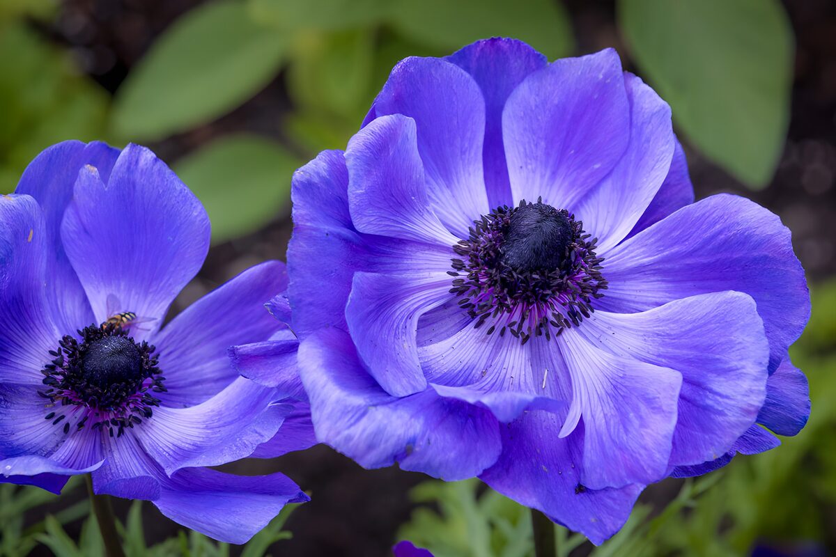 TPFR21171: Fleurs violet profond au cœur noir