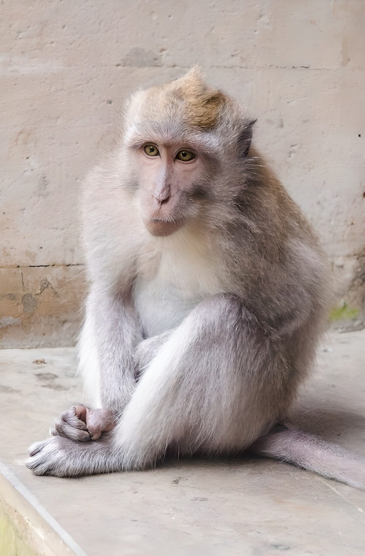 TPFR37235: Singe pensif sur un mur