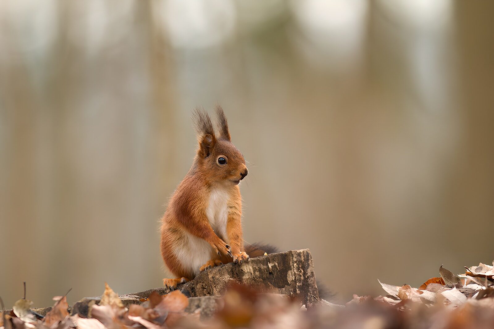 TPFR93046: Écureuil mignon dans la forêt