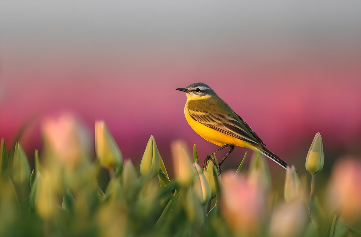 TPFR21599: Oiseau coloré au milieu des tulipes