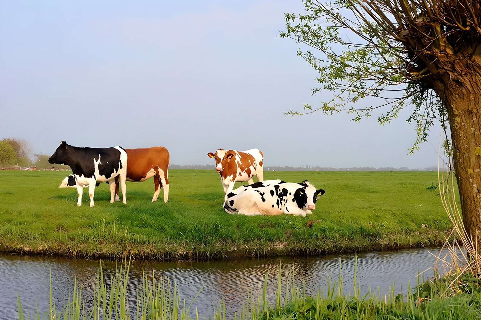 TPFR53602: Vaches paisibles au bord de l'eau