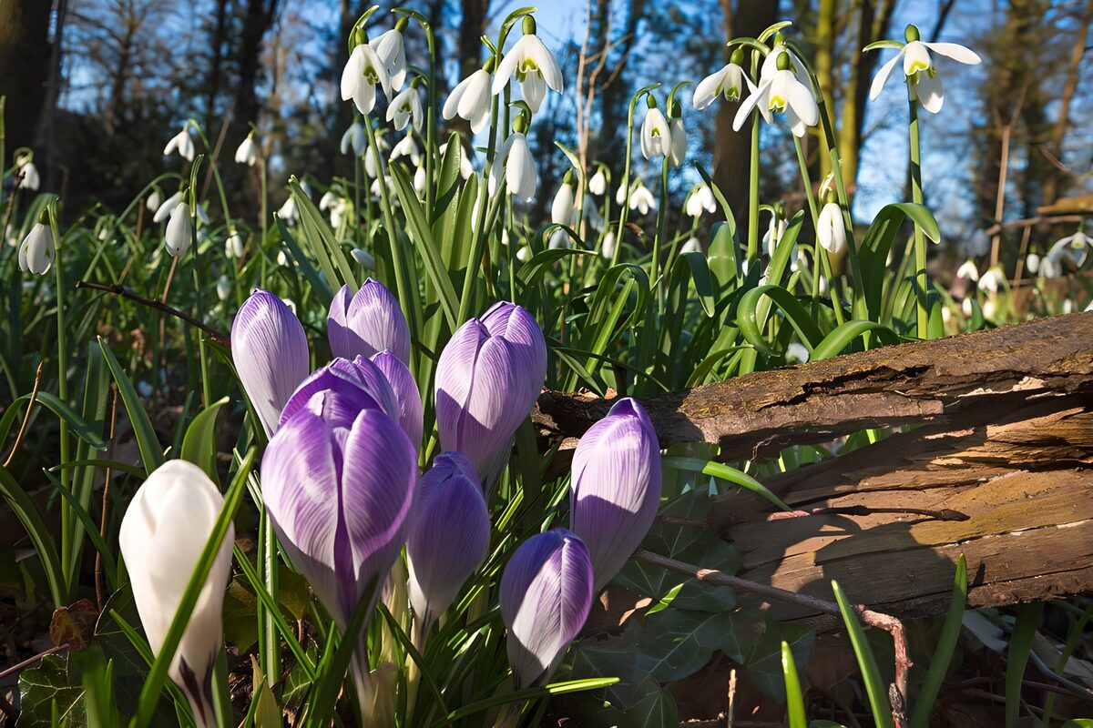 Fleurs de printemps dans la forêt