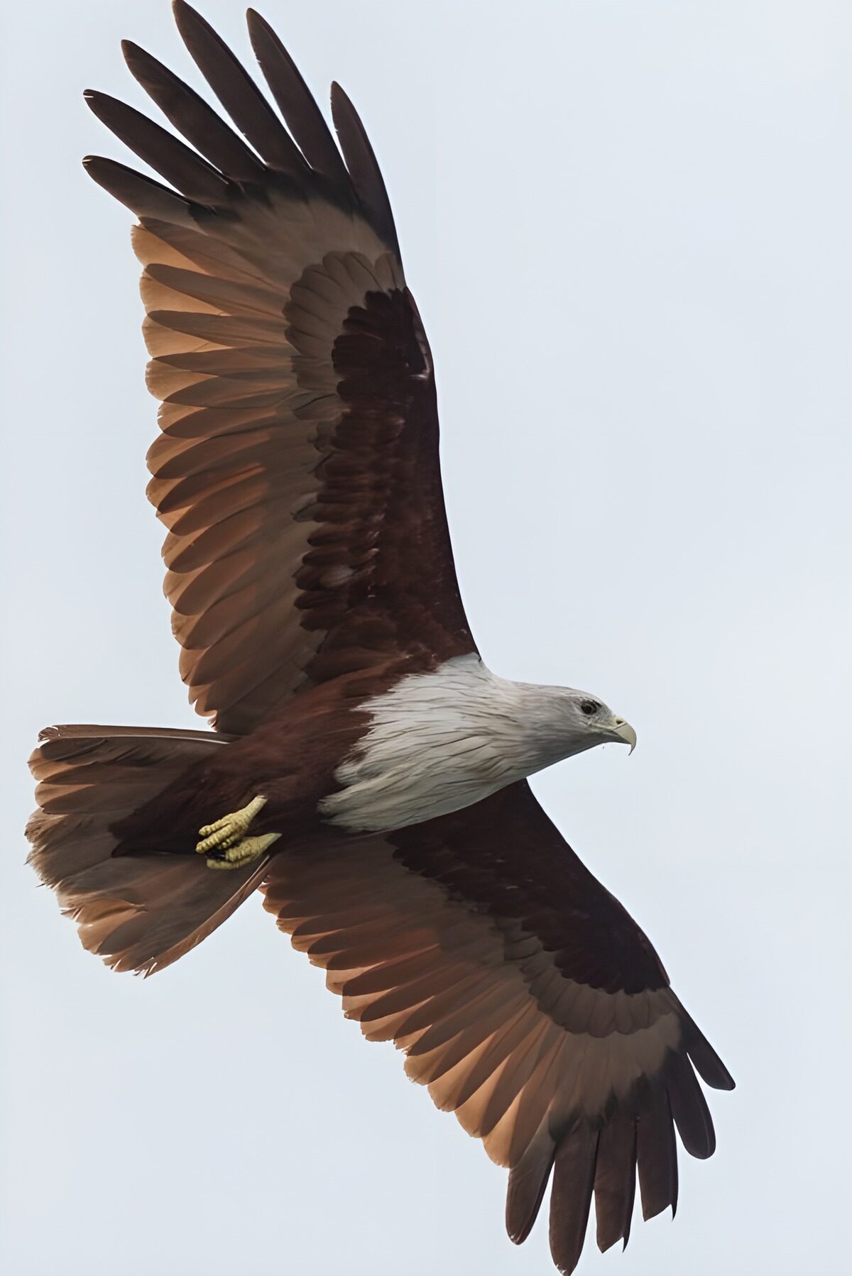 TPFR59004: Aigle à la chasse