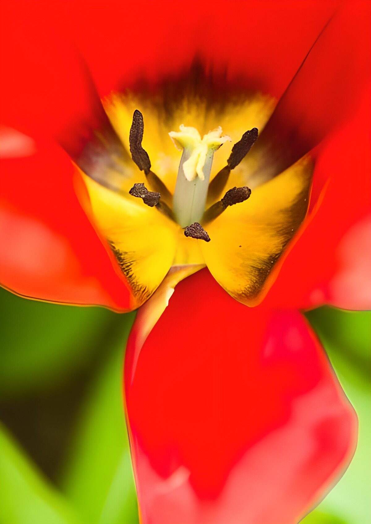 TPFR22016: Photo de fleurs 166