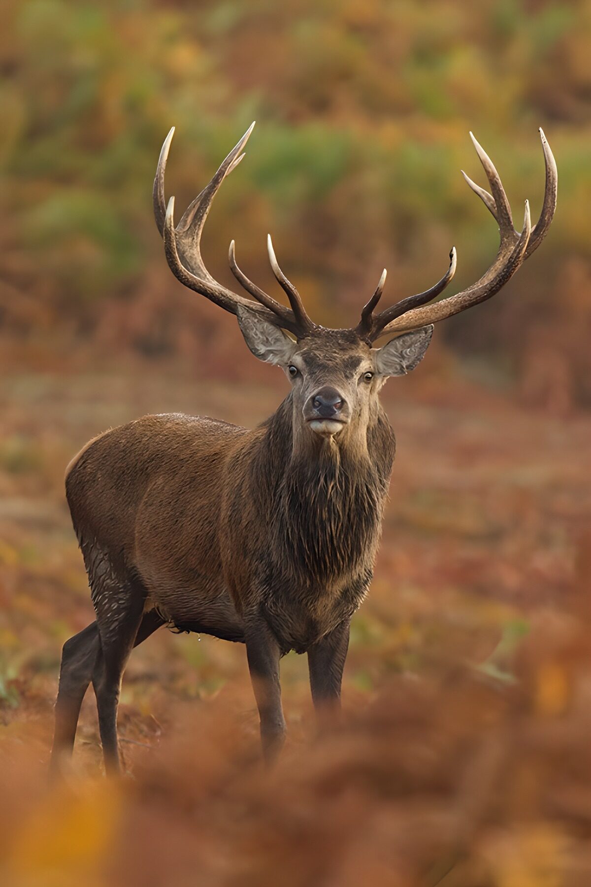 TPFR19771: Cerf majestueux au milieu des fougères