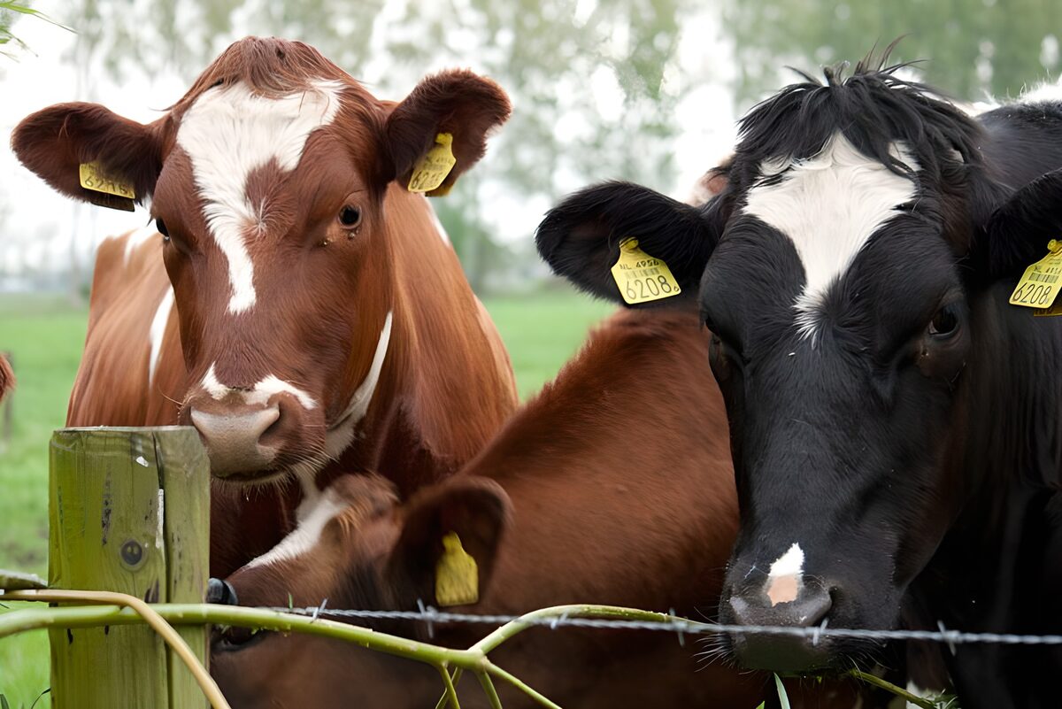 TPFR63874: Vache 10