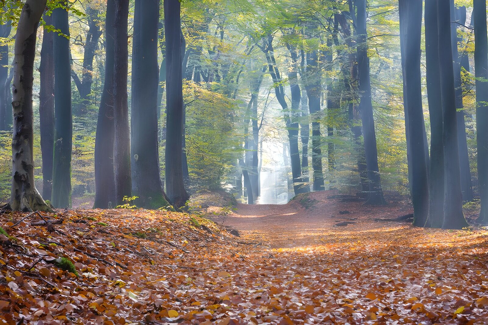 TPFR93566: Forêt automnale enchantée