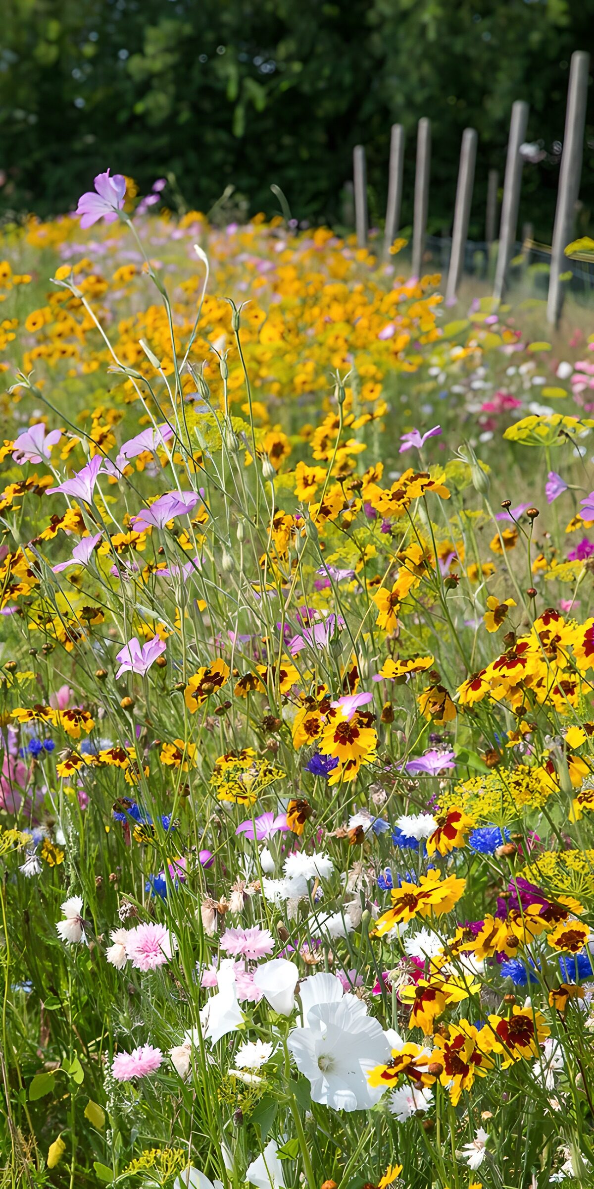 TPFR34486: Champ de fleurs sauvages en été