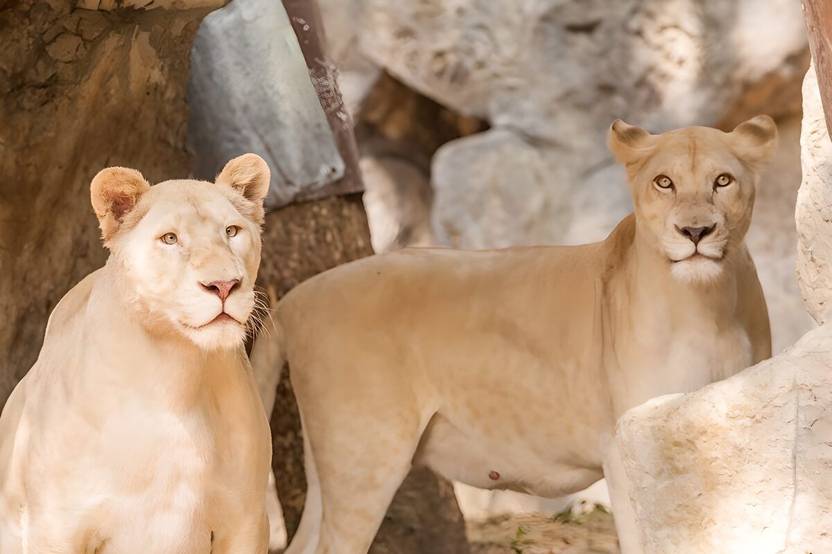 TPFR80424: Deux lionnes dans leur habitat naturel