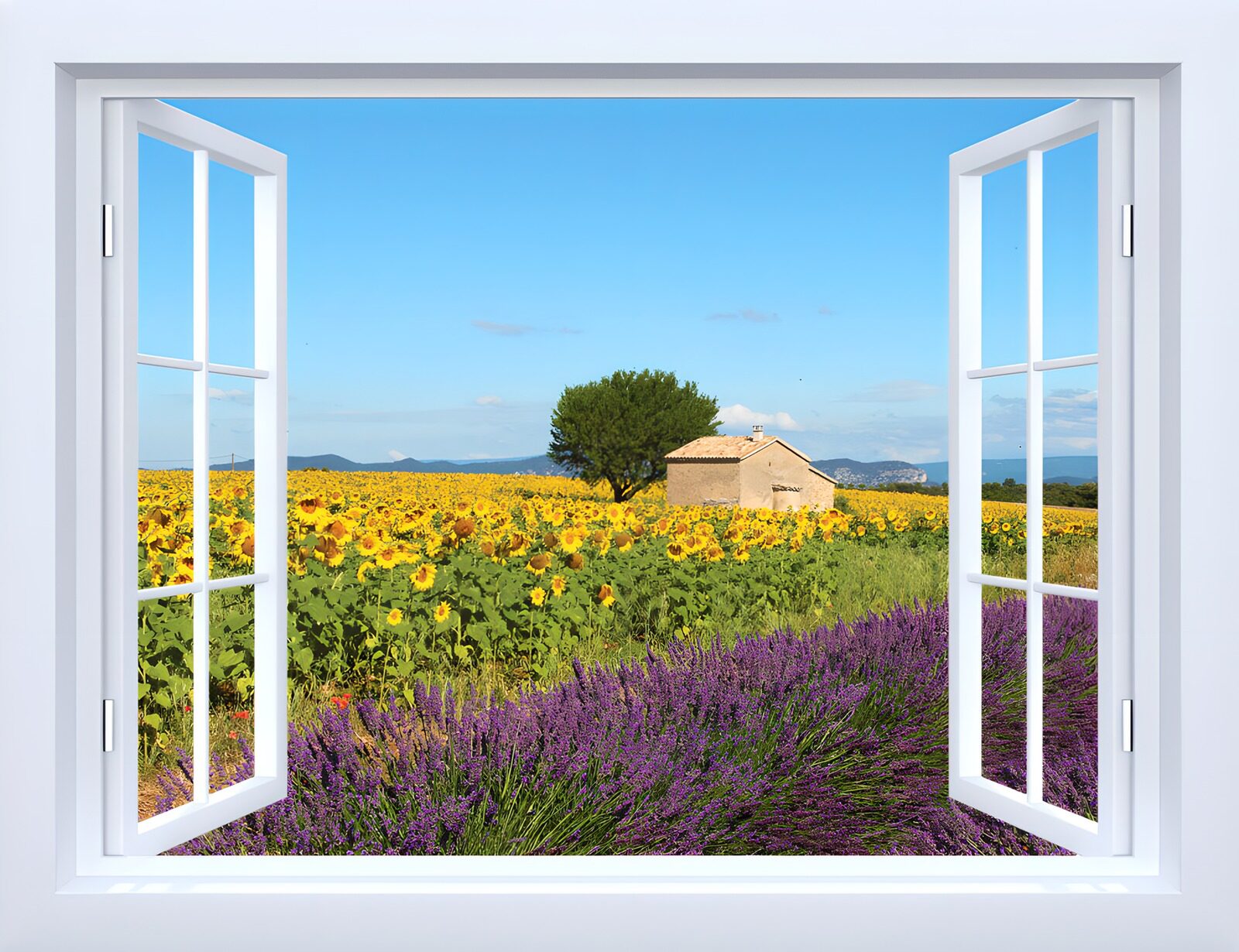 TPFR49507: Vue sur les champs de tournesols et lavande