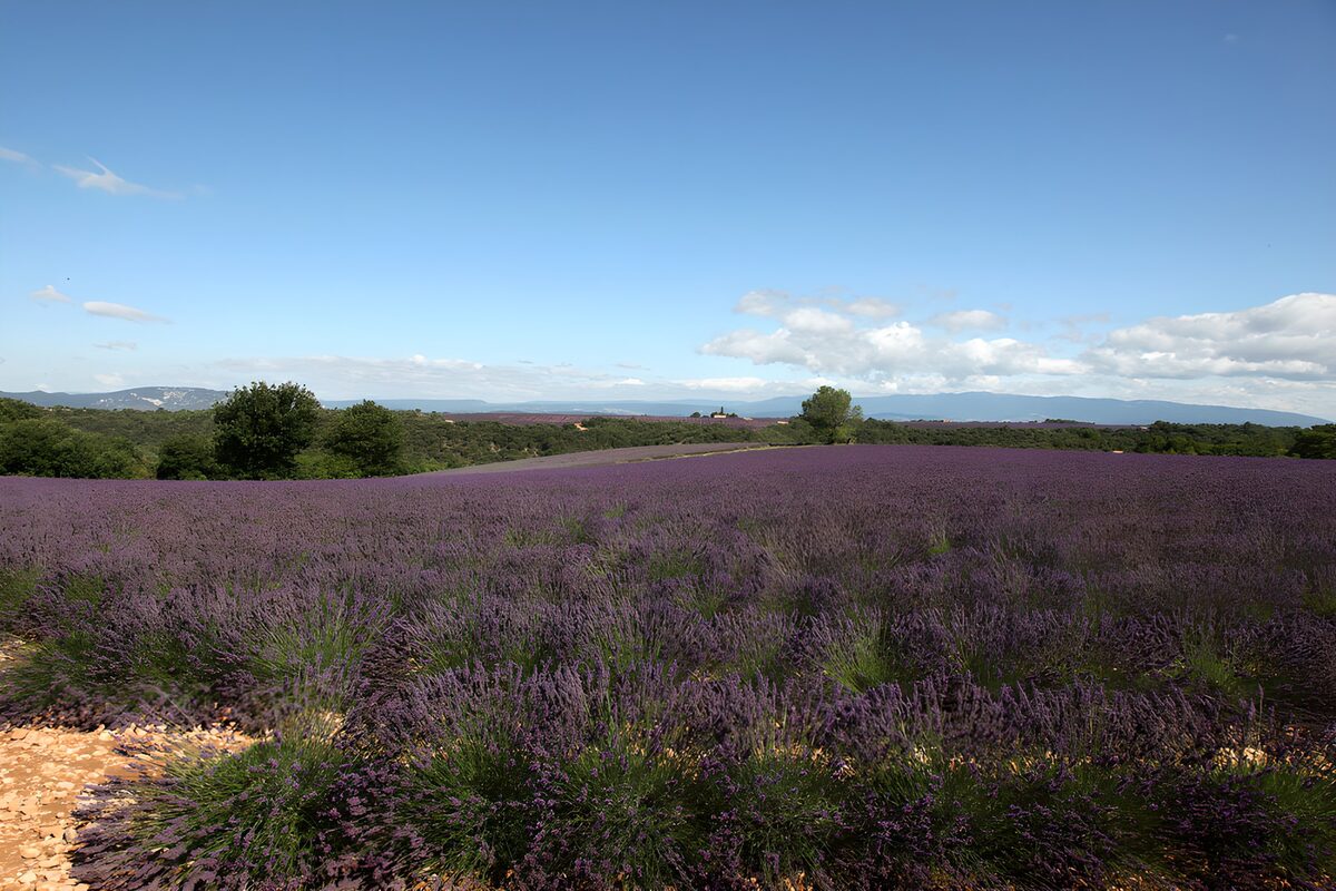TPFR19276: Champ de lavande en Provence