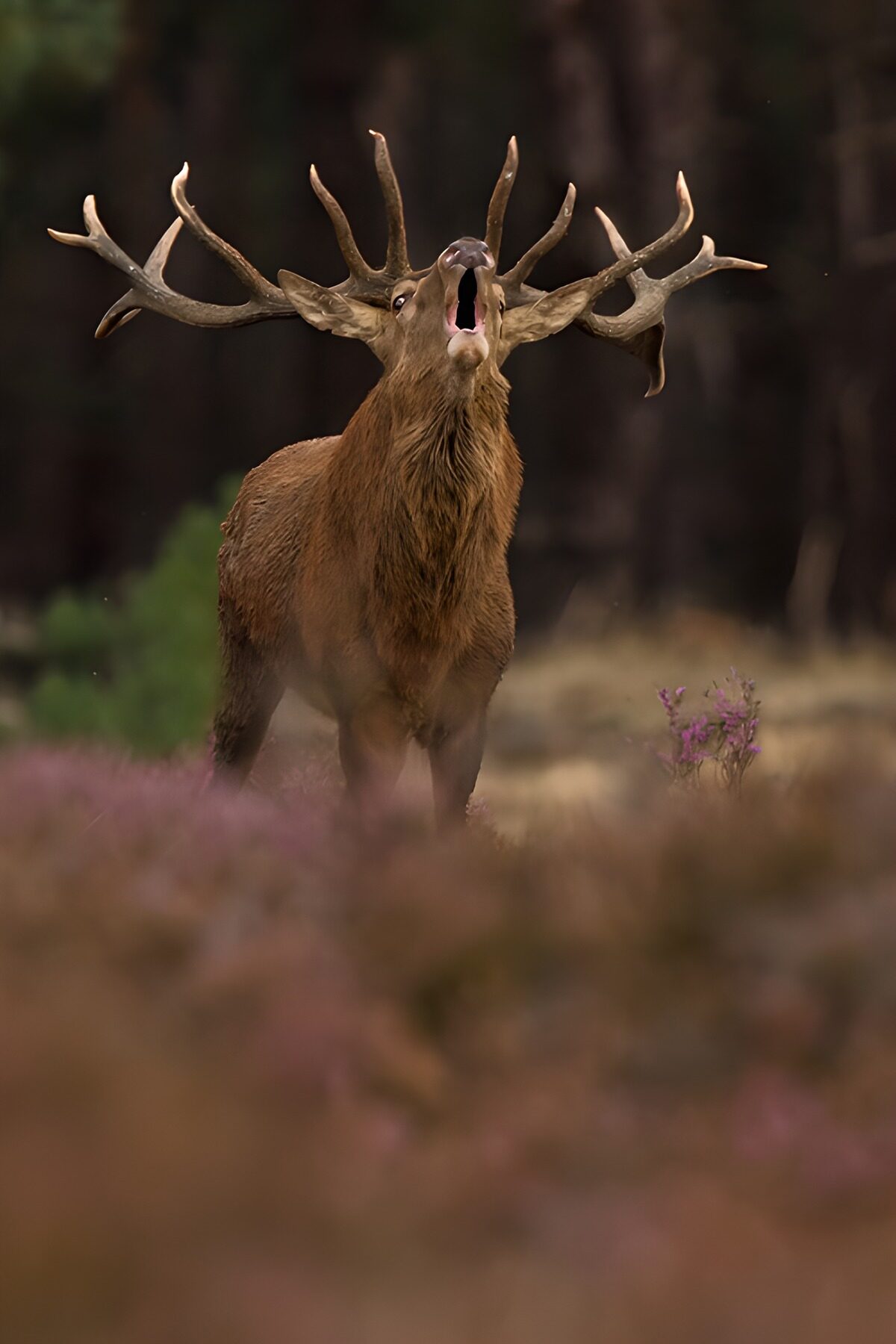 Cerf majestueux dans la nature