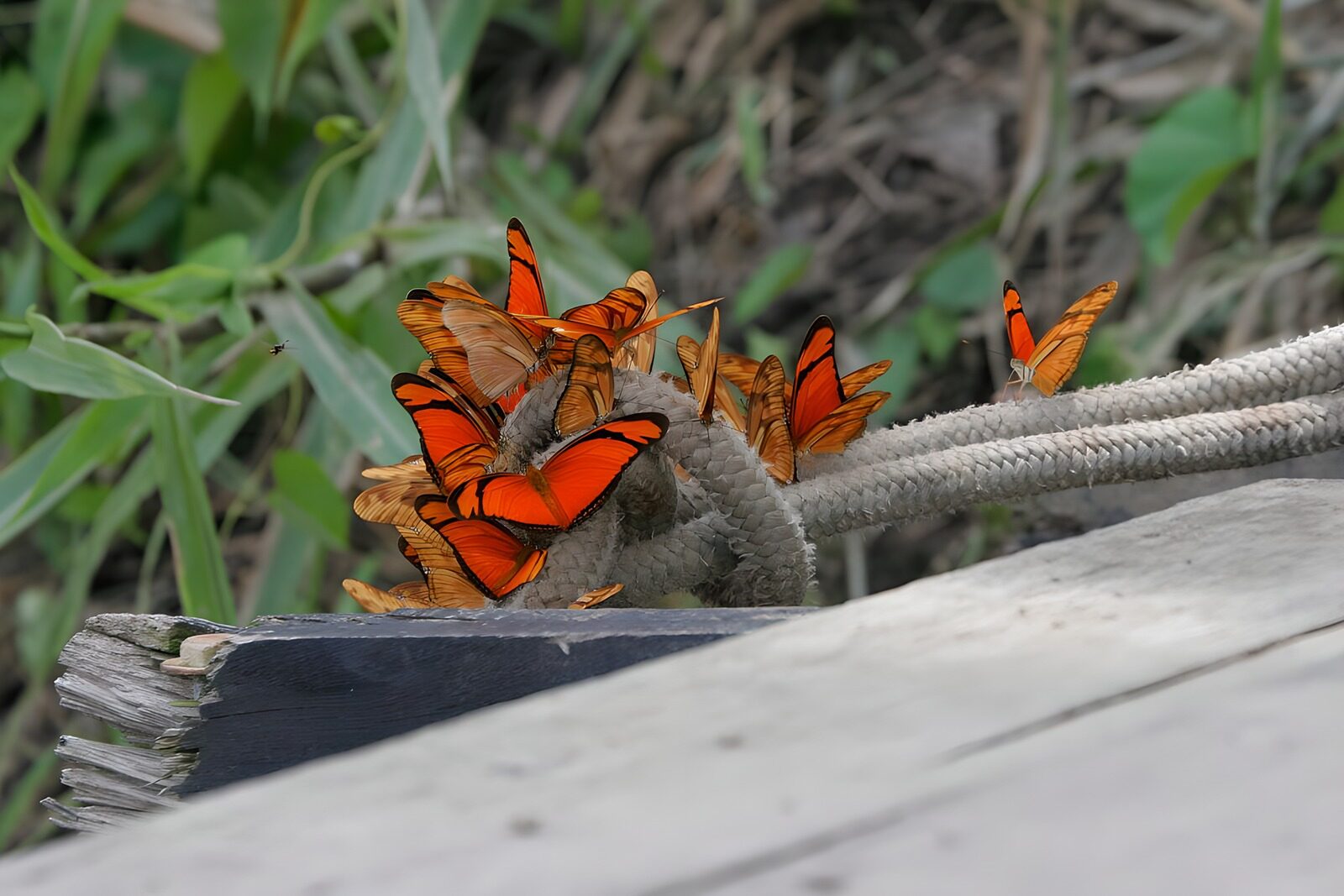 TPFR57444: Papillons 7