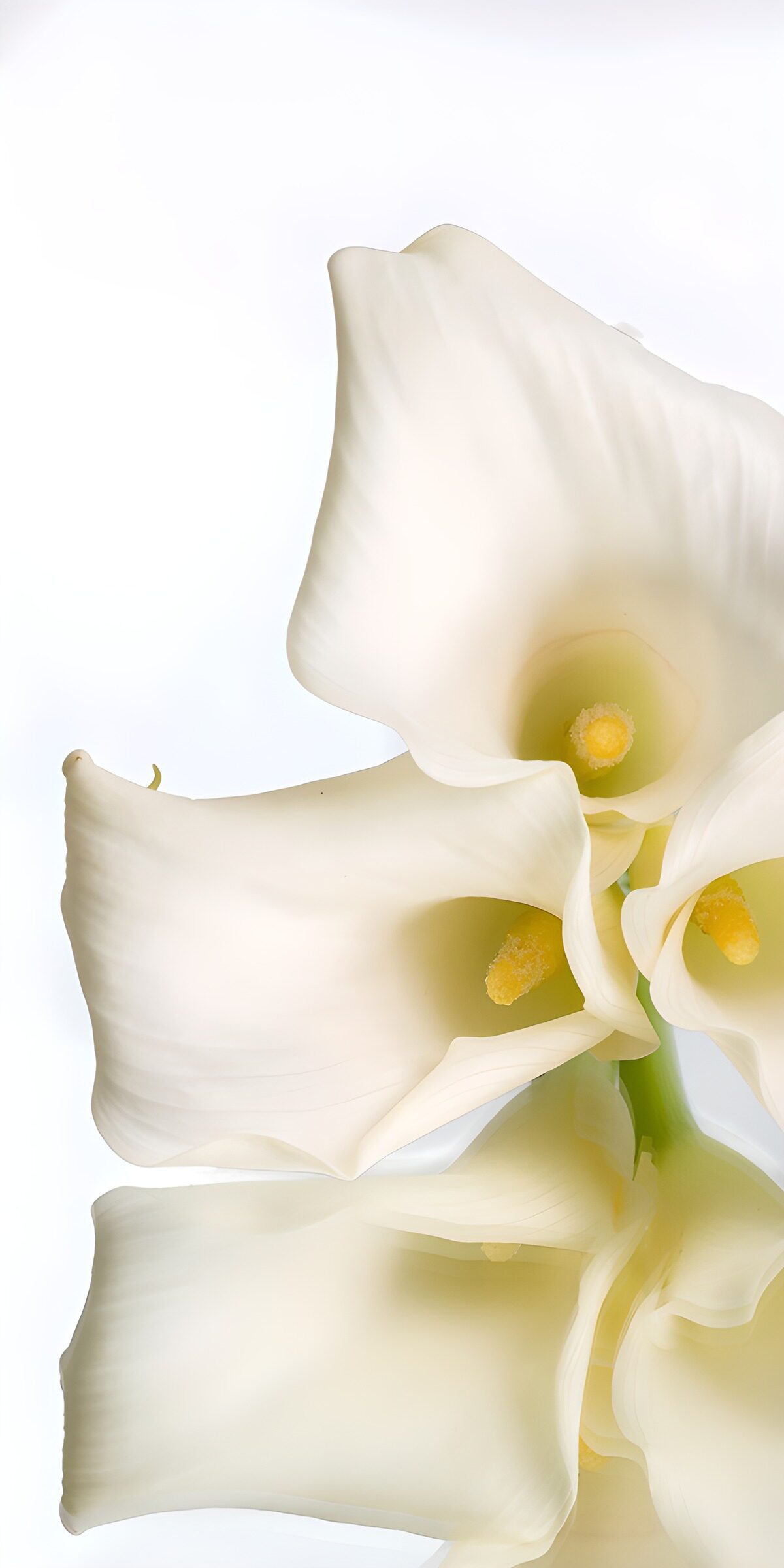 TPFR80998: Fleurs blanches délicates