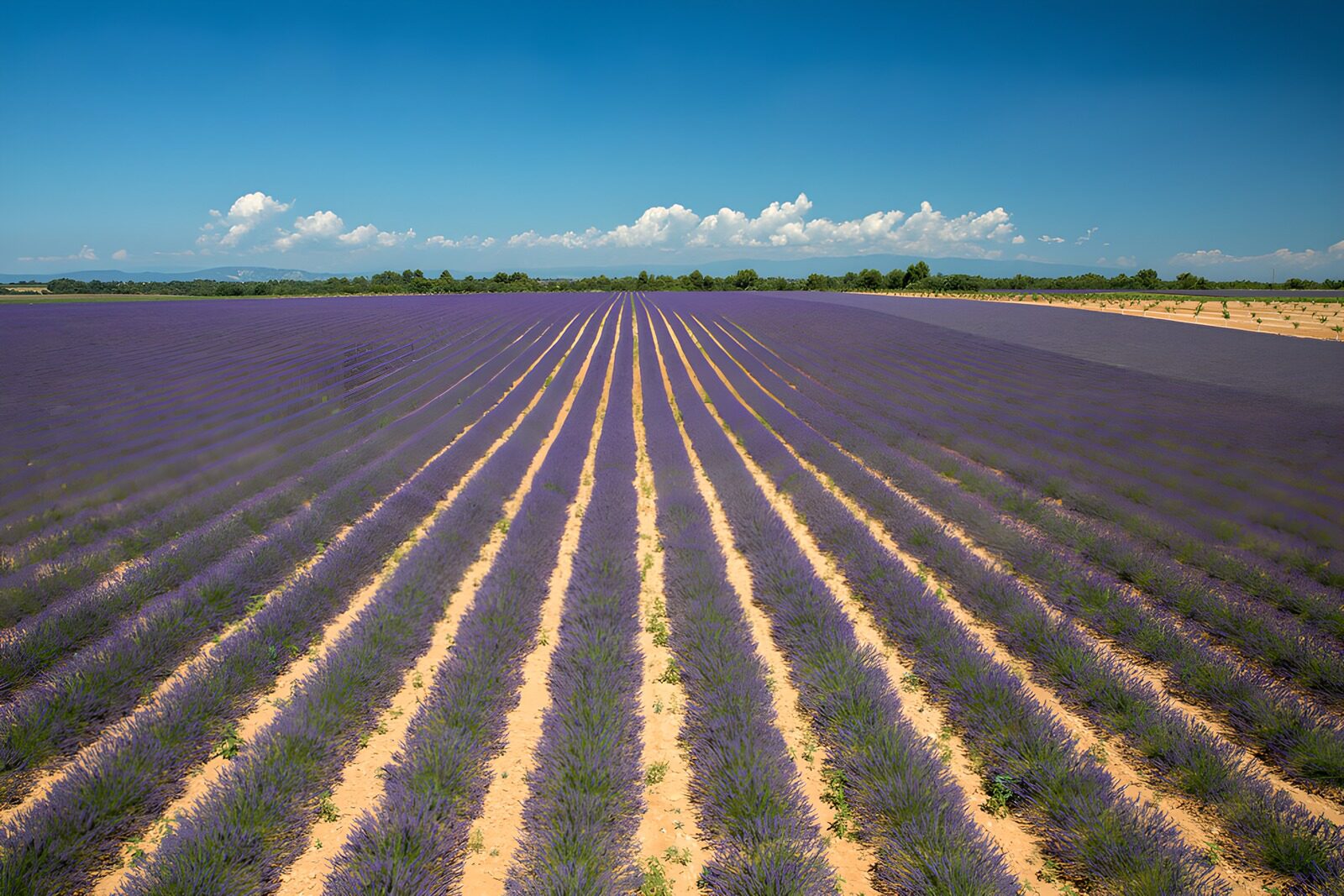 TPFR74145: Champ de lavande en Provence