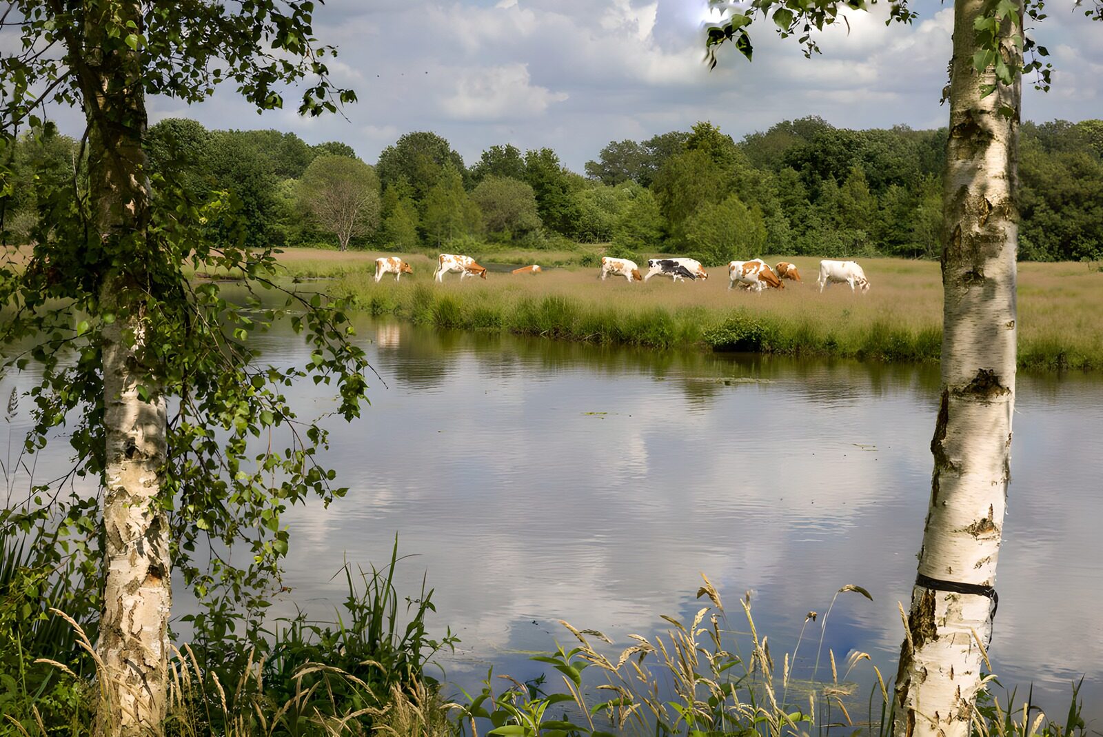 TPFR12368: Vaches paisibles au bord de l'eau