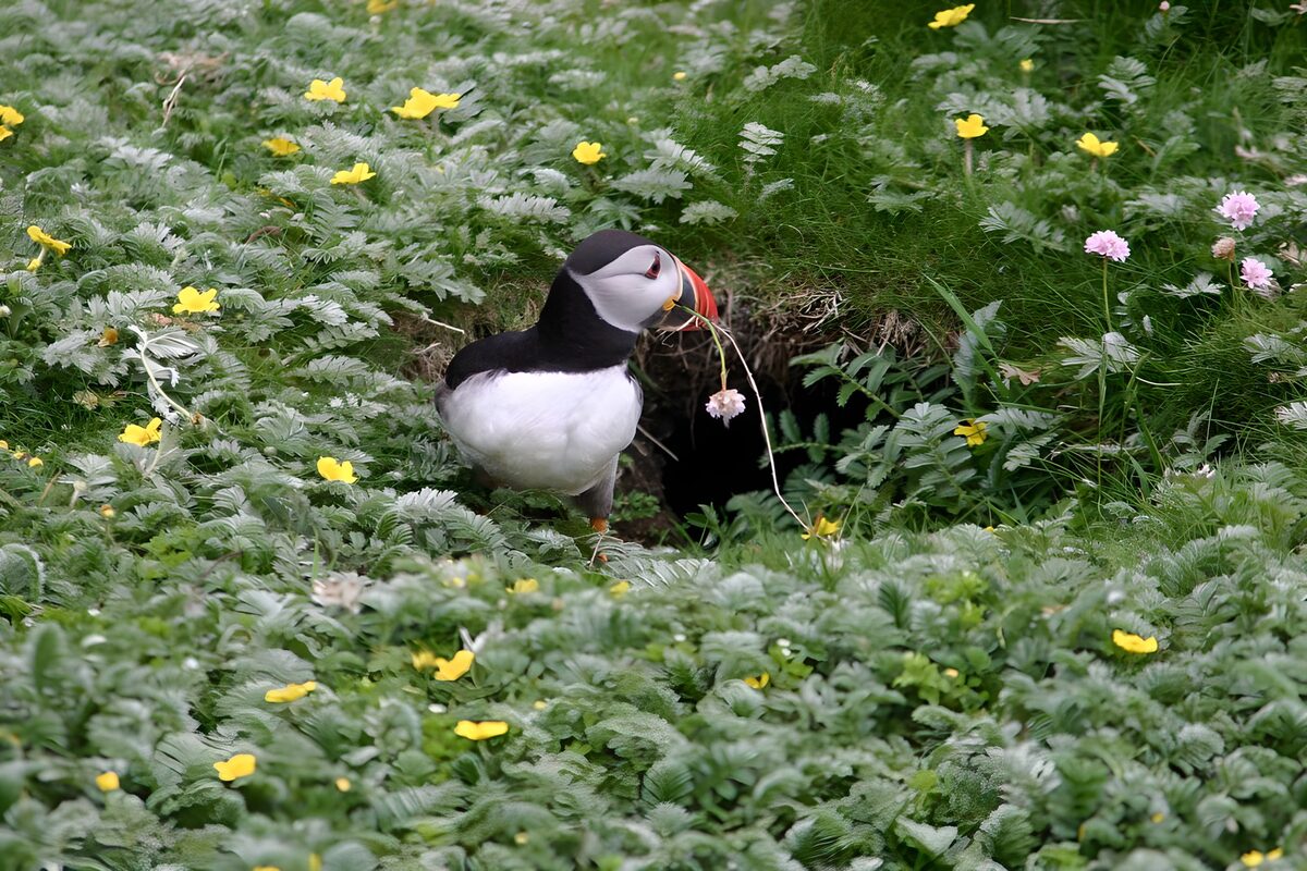 TPFR76287: Puffin dans un champ de fleurs