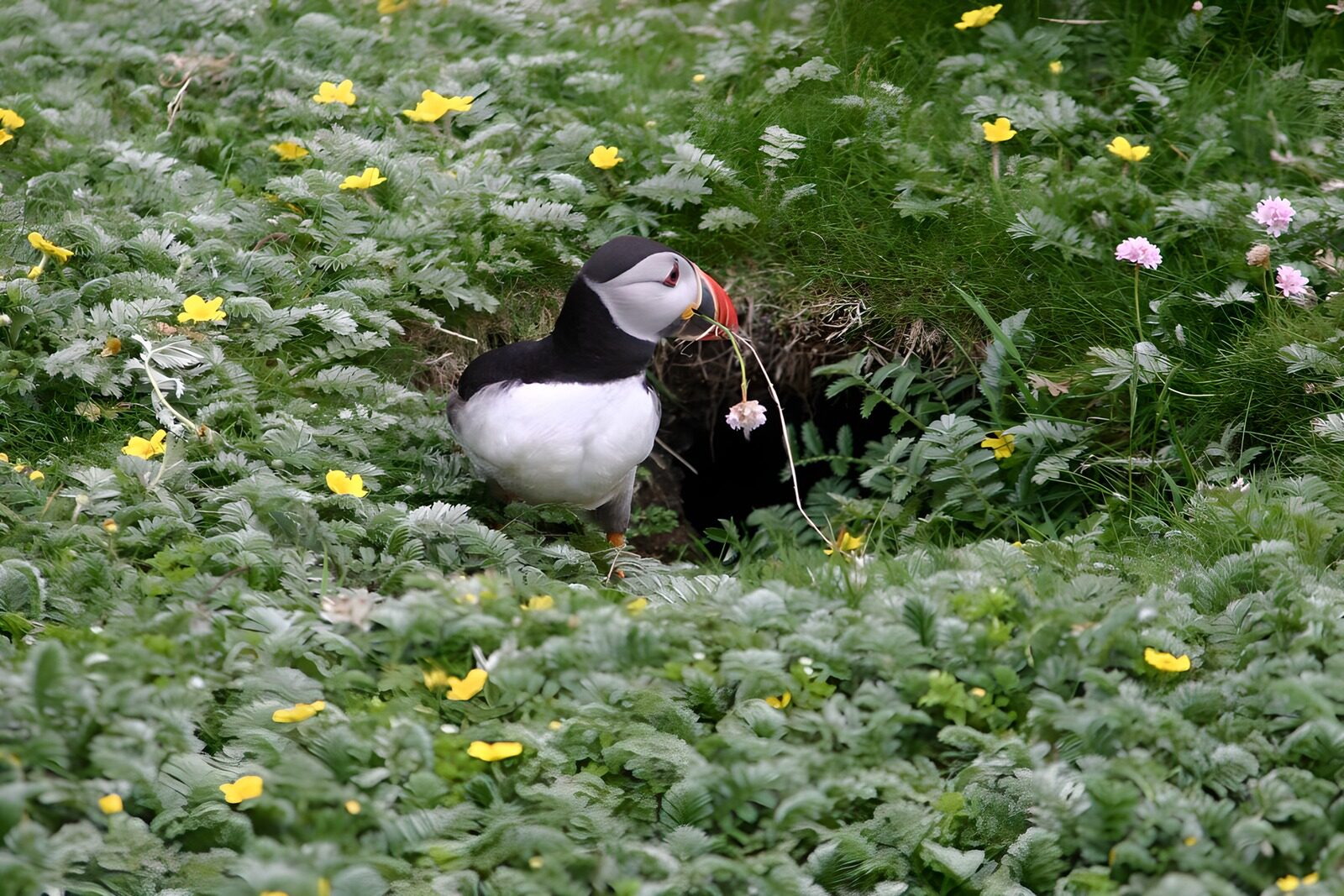 TPFR76287: Puffin dans un champ de fleurs