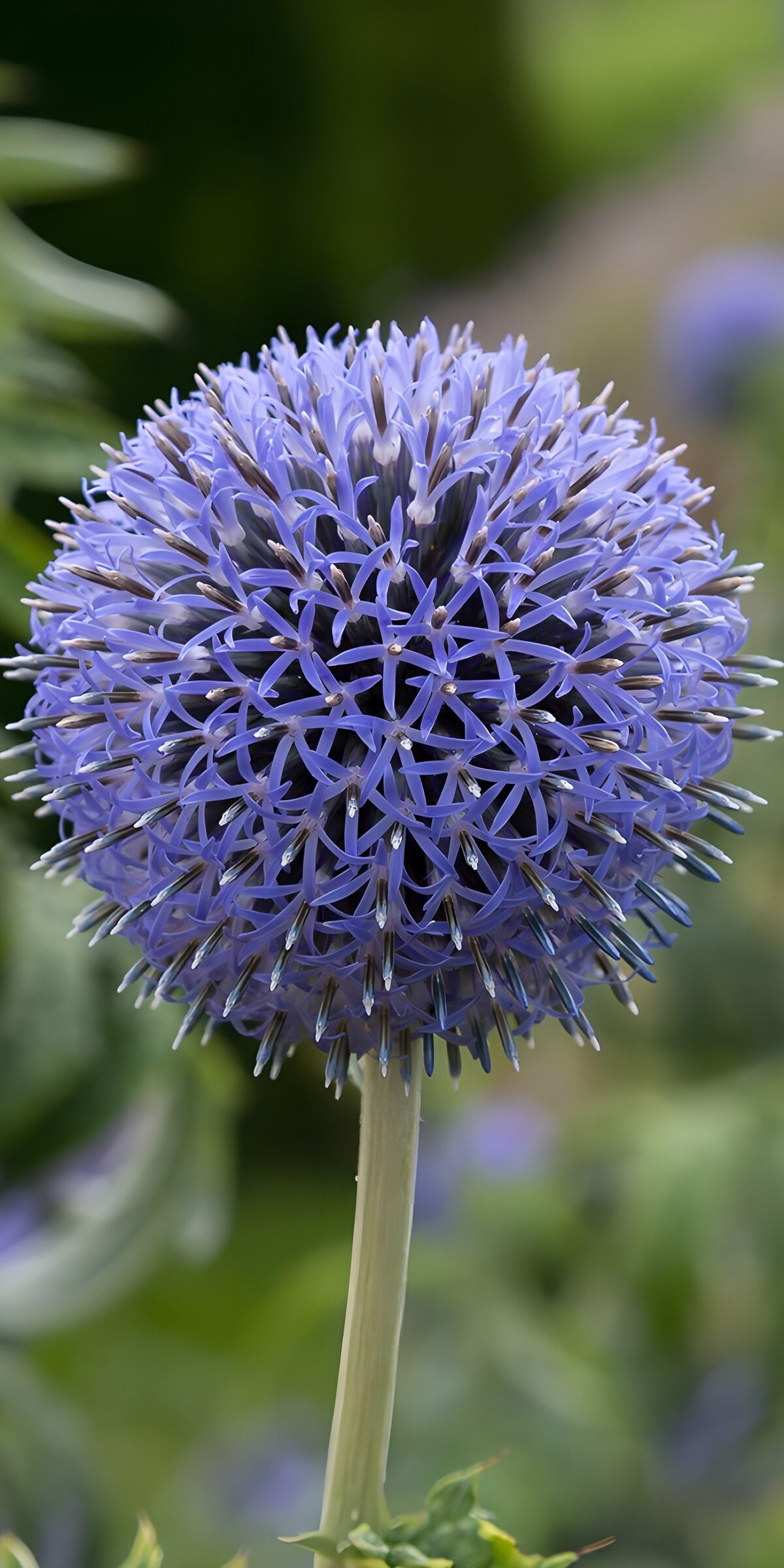 TPFR19088: Fleur magnifique et sphérique