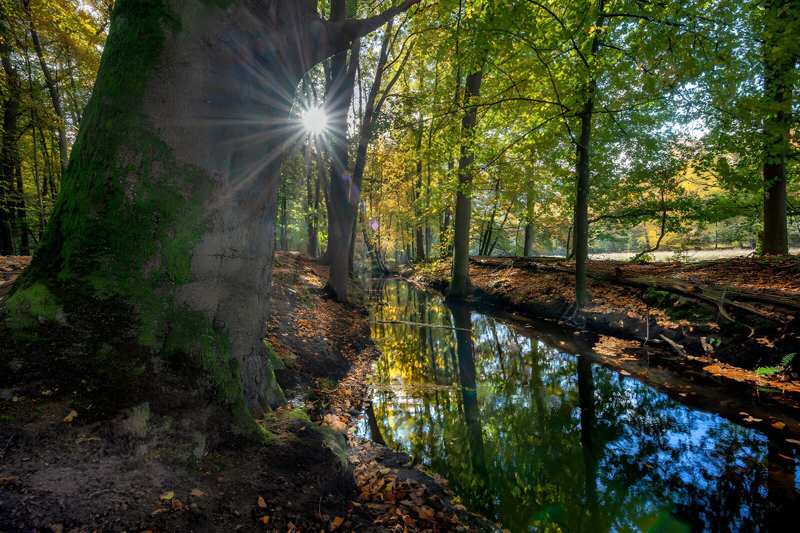 TPFR44873: Reflets de la nature au bord de l'eau