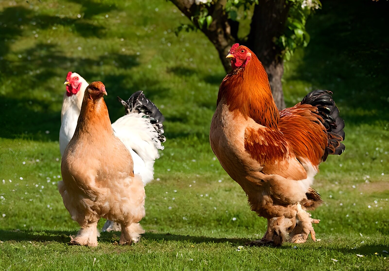 TPFR12979: Poules et coq sur une pelouse