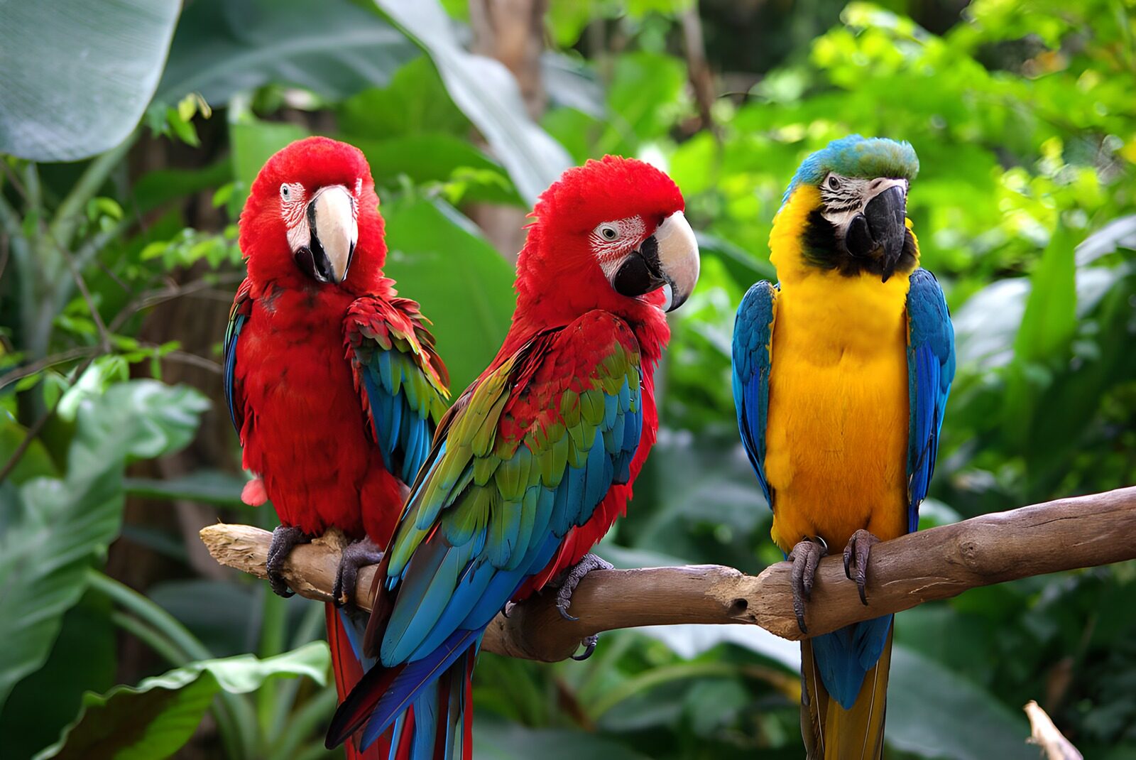 TPFR33315: Trois perroquets colorés dans la nature
