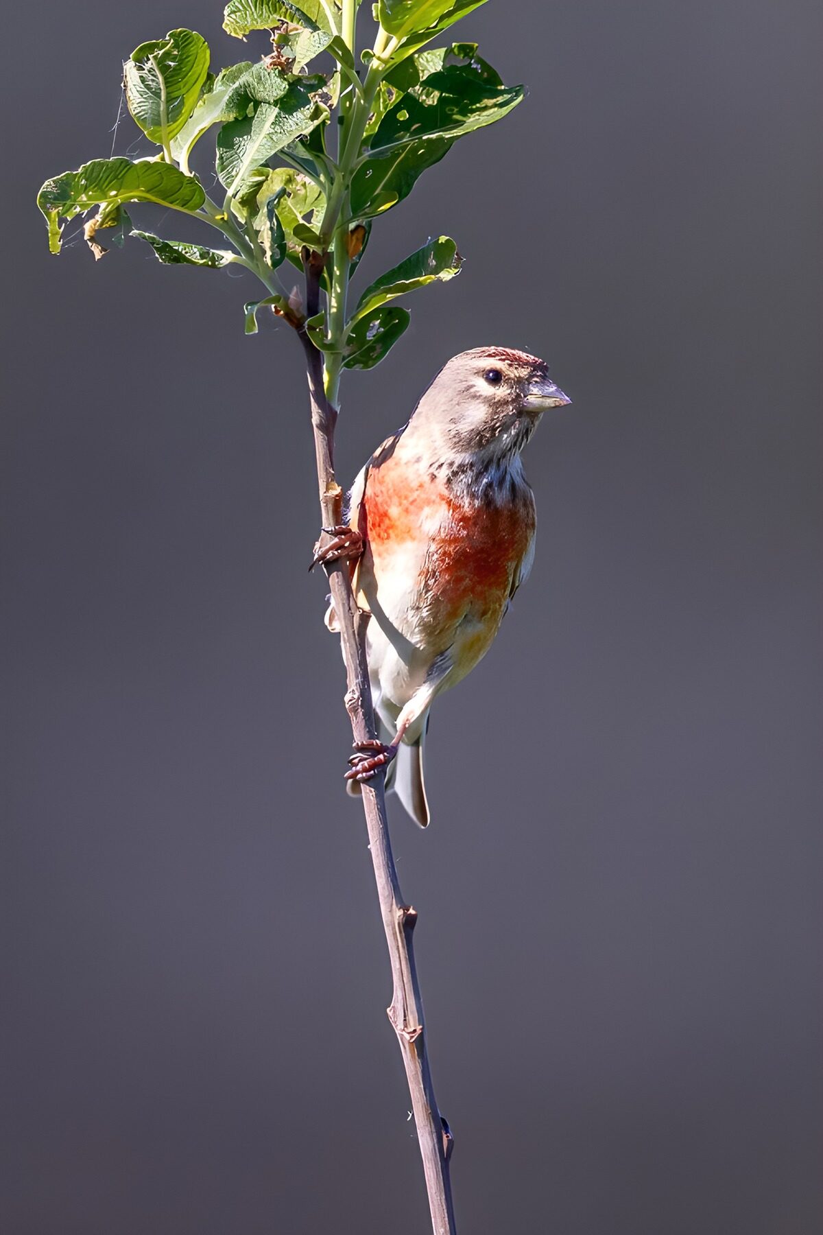 TPFR54697: Pinson des arbres sur une branche