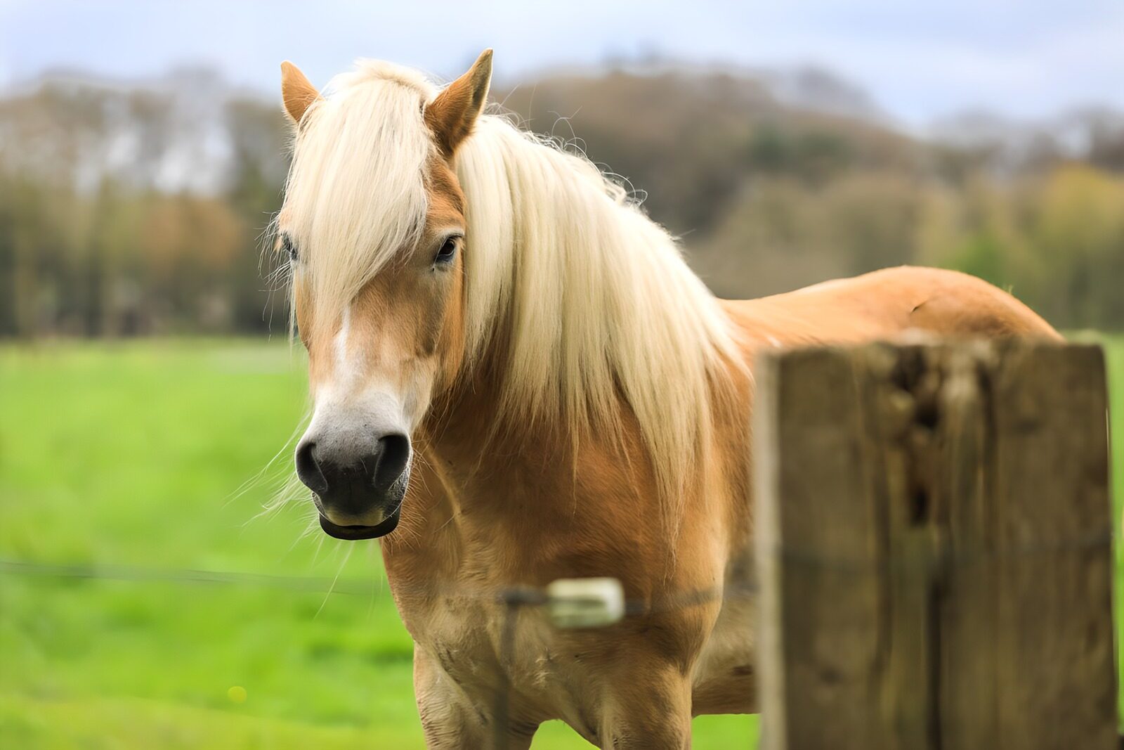 TPFR32732: Cheval au pré verdoyant
