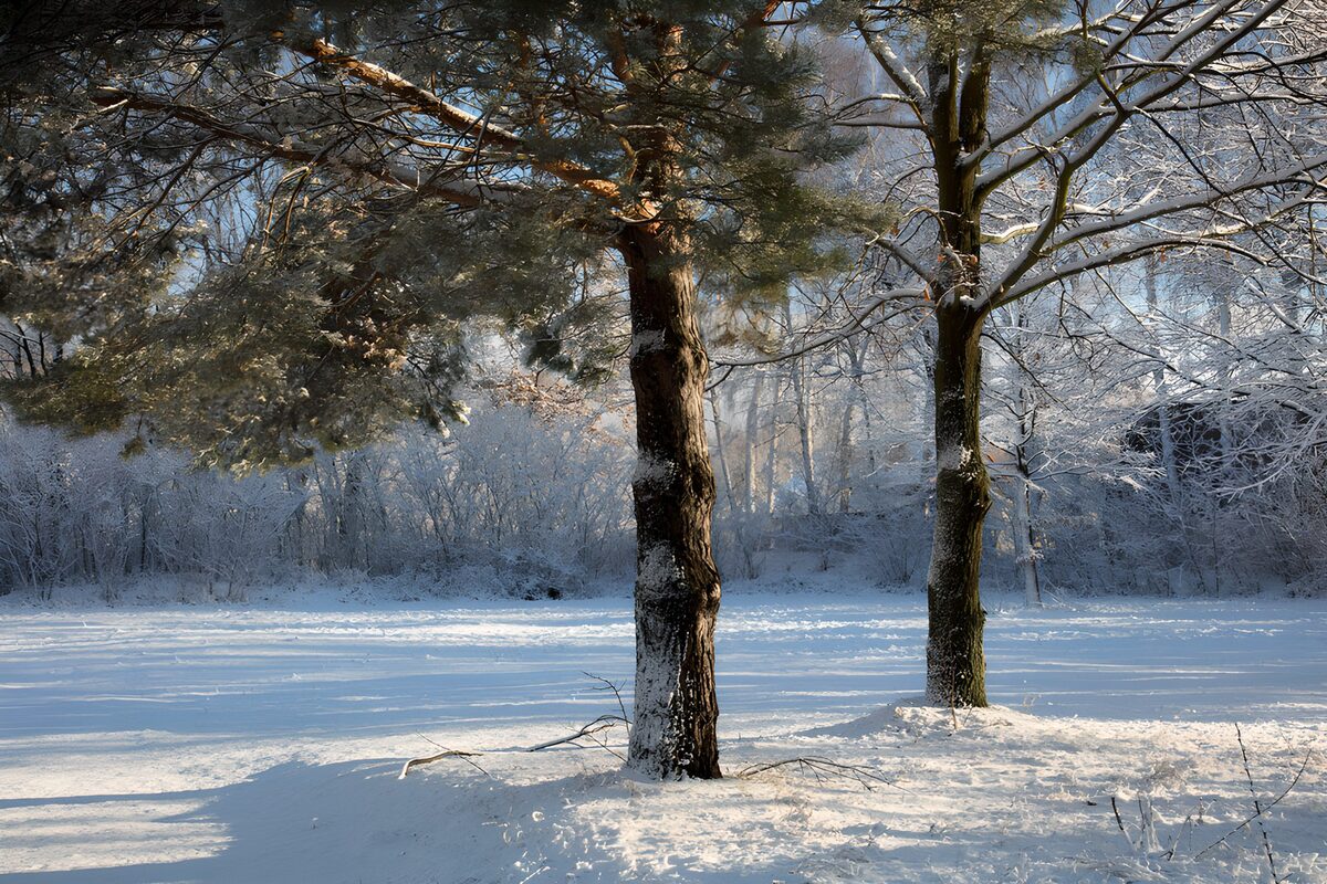 TPFR92322: Paysage hivernal paisible