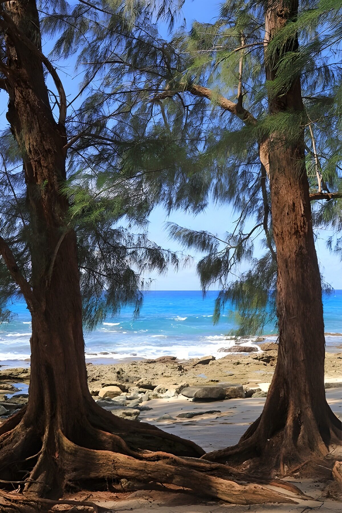TPFR27908: Vue paisible entre les arbres au bord de mer