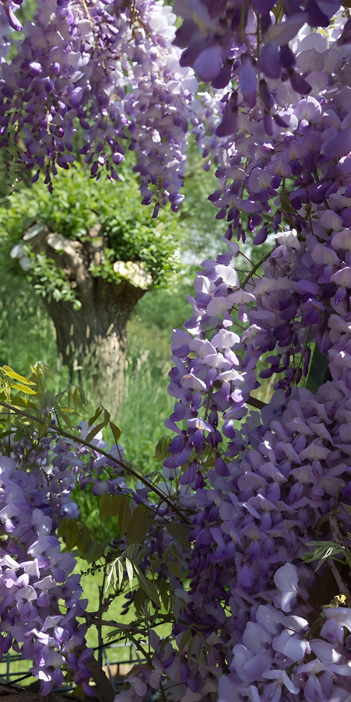 TPFR35701: Fleurs de glycine en pleine floraison