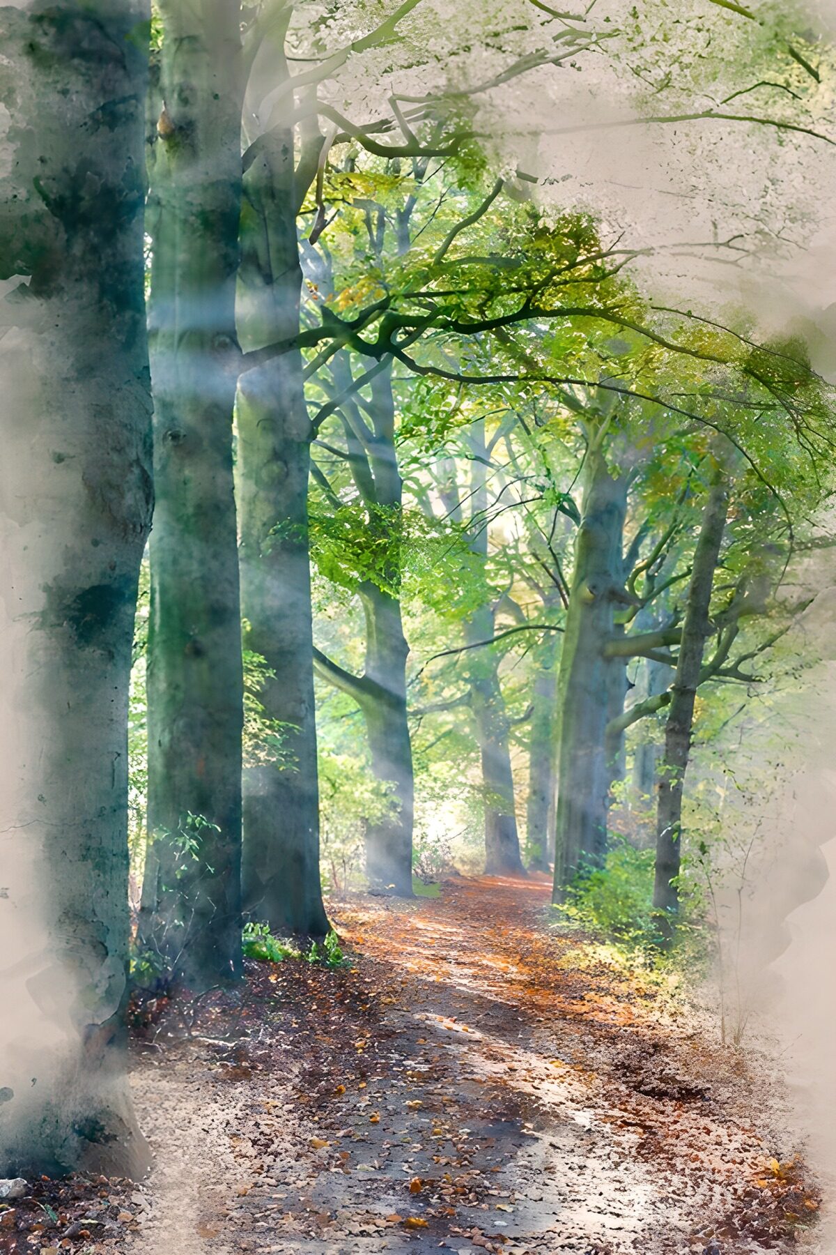 TPFR91068: Sentier lumineux dans la forêt