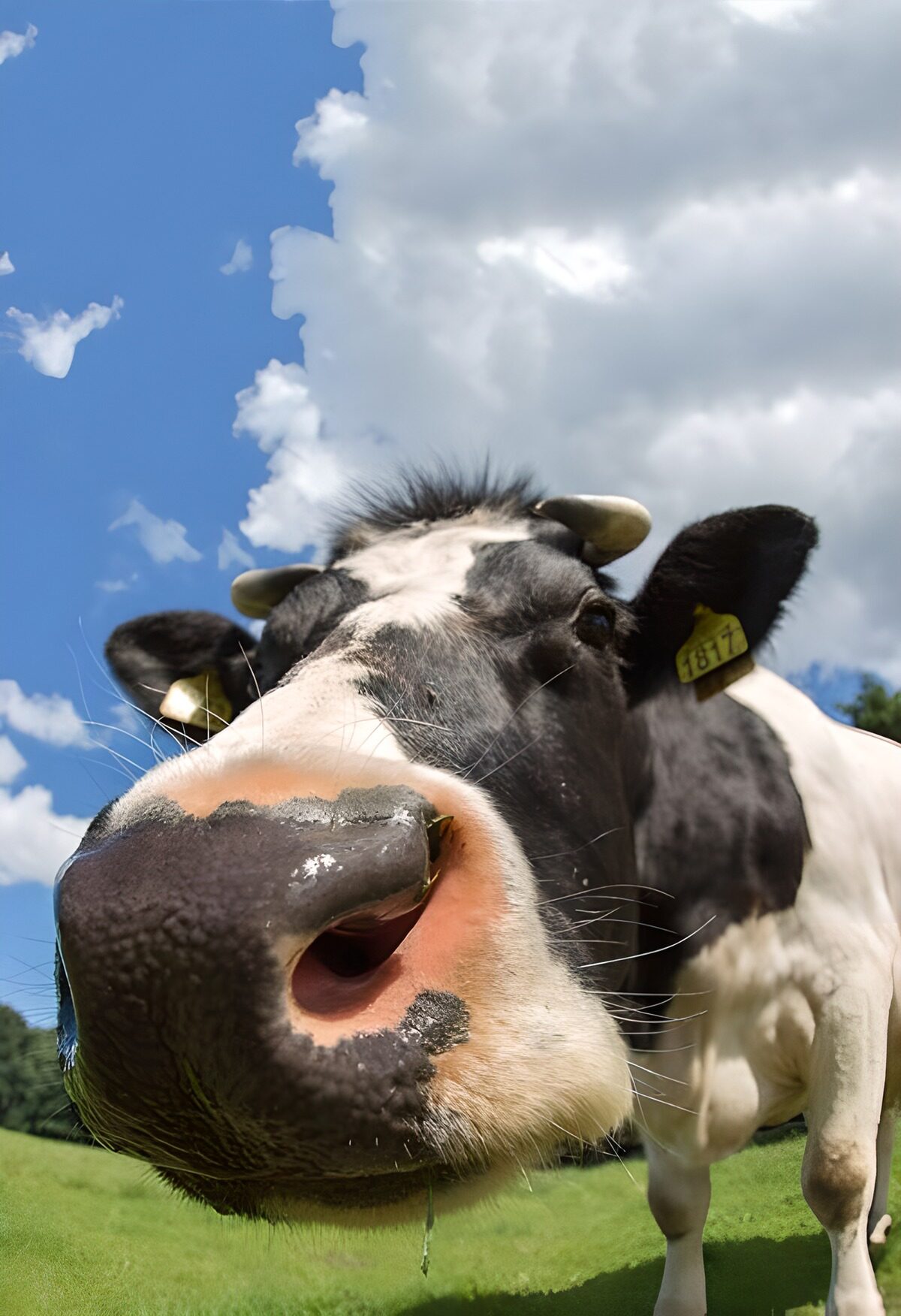 TPFR66674: Vache curieuse sous le ciel bleu