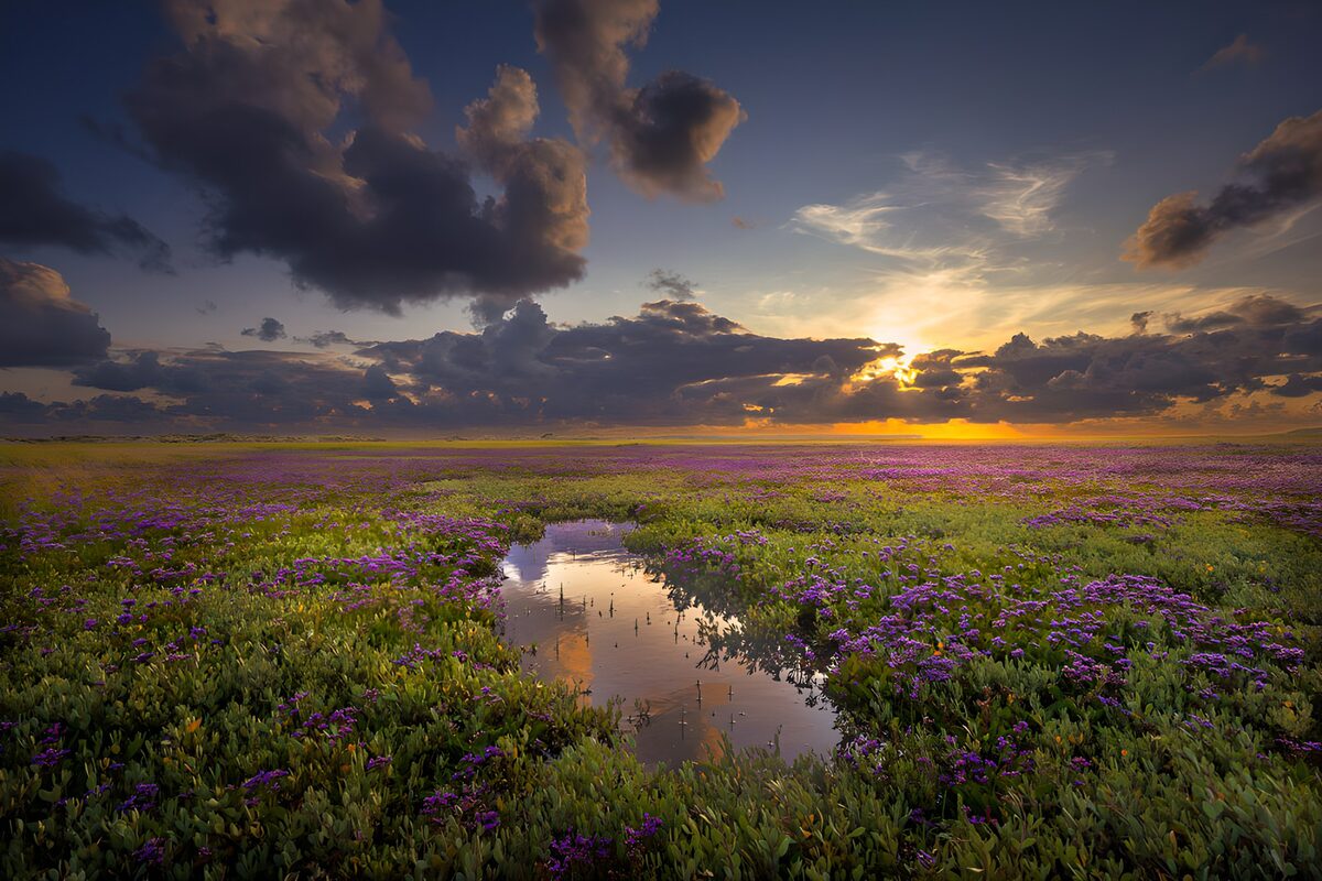 TPFR63362: Champs de fleurs au coucher du soleil