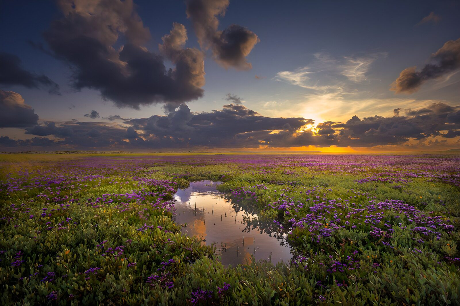 TPFR63362: Champs de fleurs au coucher du soleil