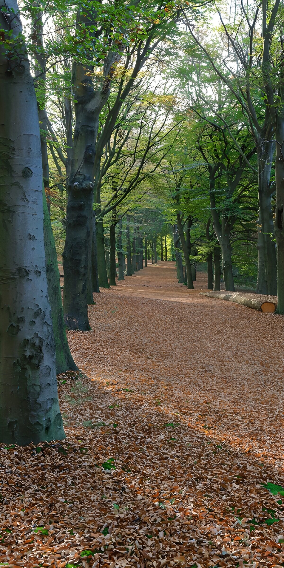 TPFR25434: Allée paisible dans les feuilles d'automne