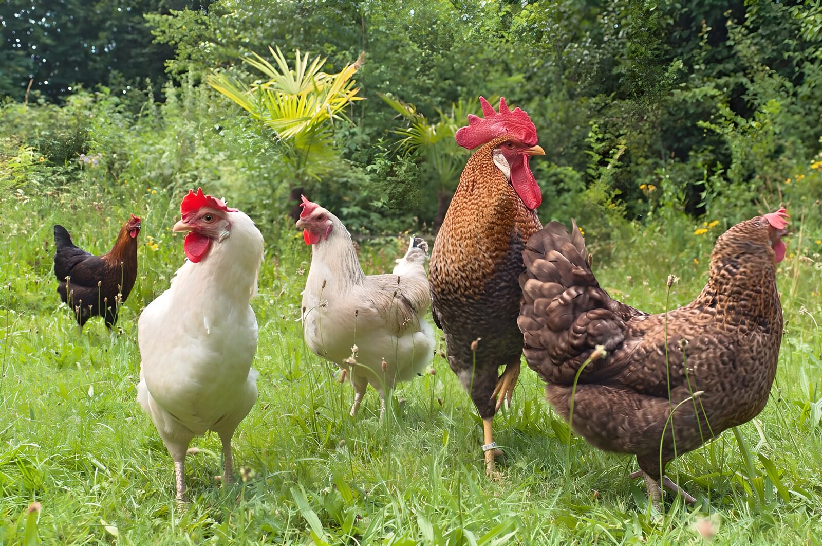 TPFR57895: Poules et coqs dans le jardin