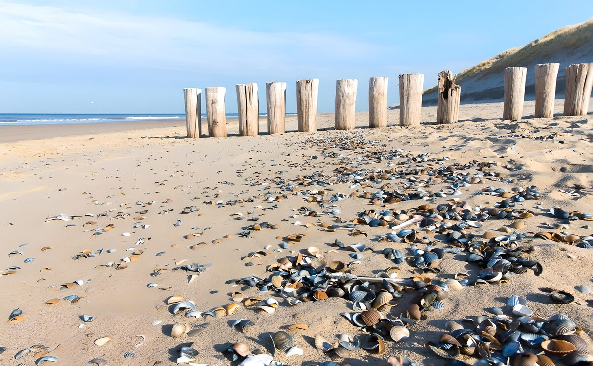 TPFR78112: Plage paisible et coquillages colorés