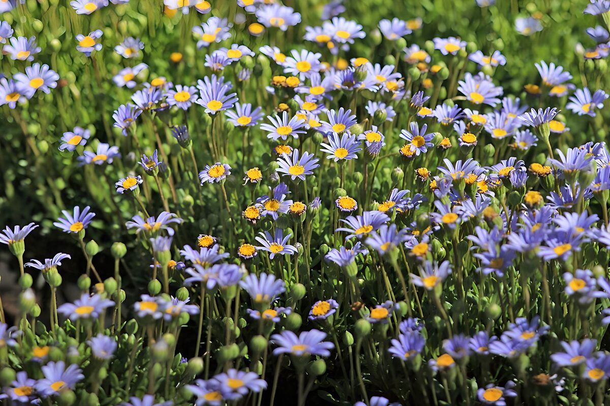 Champs de fleurs violettes et jaunes