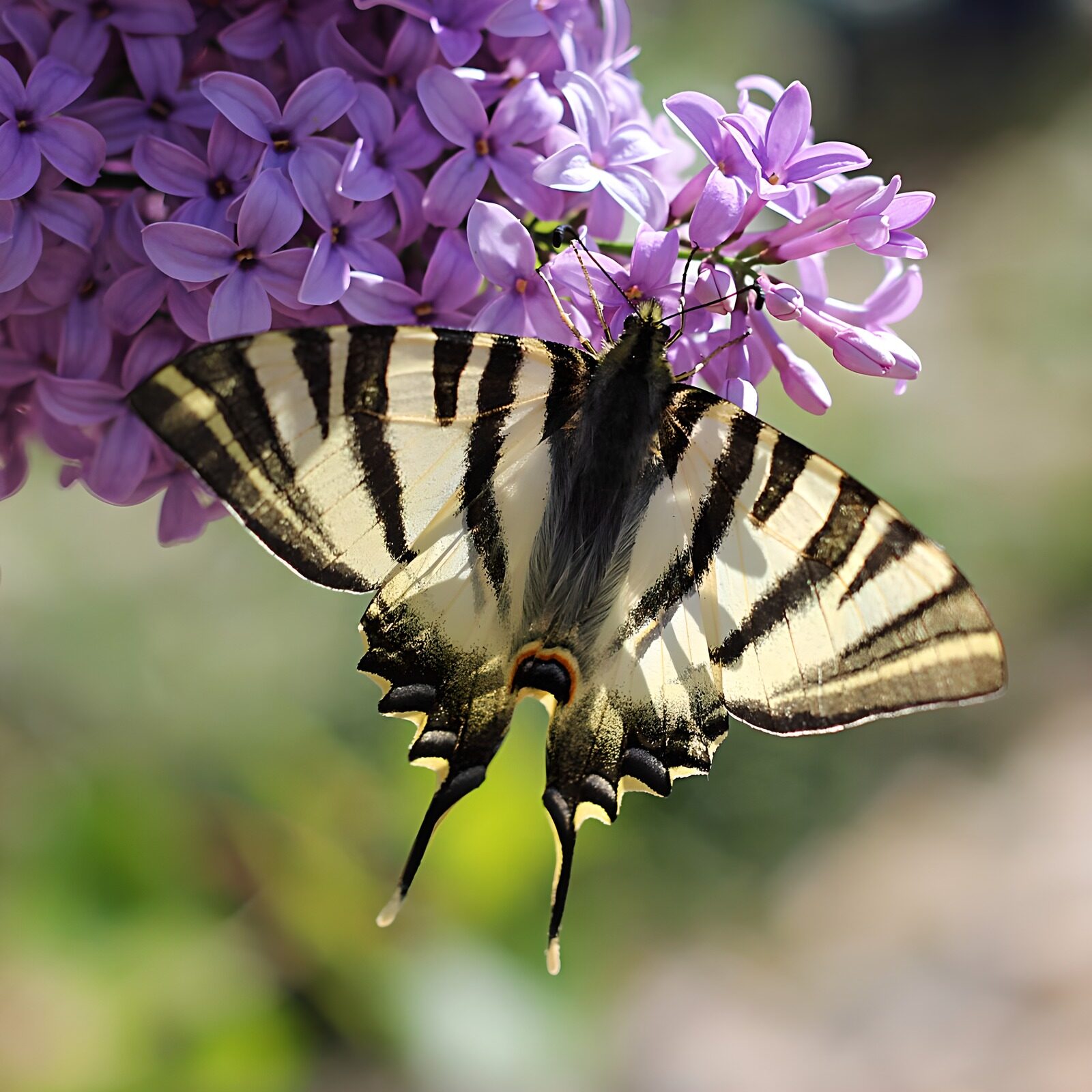 TPFR86460: Papillon sur des fleurs lilas