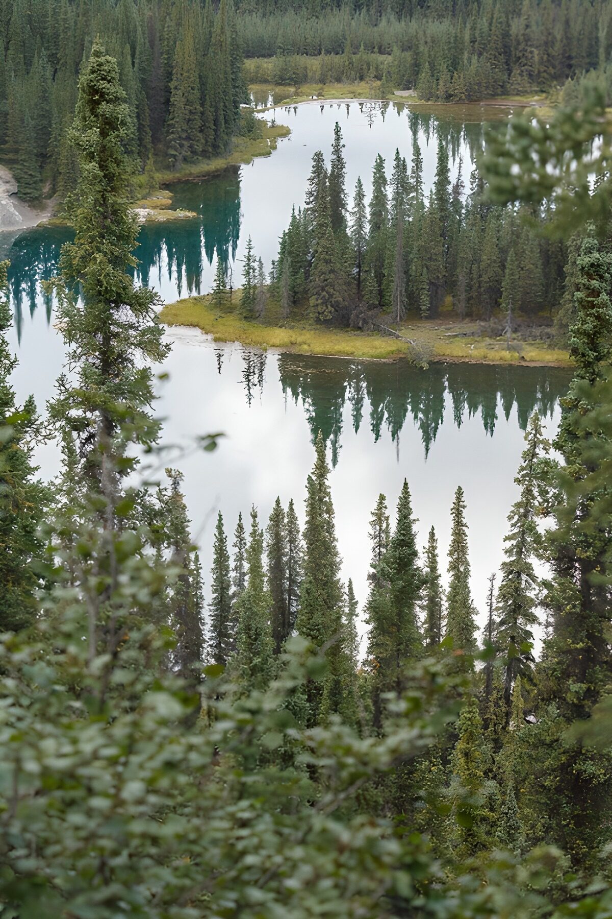TPFR16930: Reflets paisibles d'une forêt verdoyante