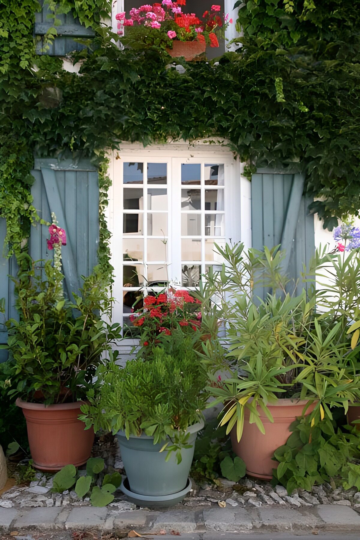 Pots de fleurs bordant une façade de maison sertie de plantes grimpantes